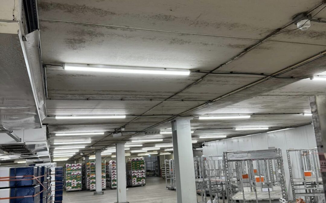 Verlichting bij M&M Flor in Honselersdijk!
